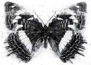 Limenitis populi urbis
