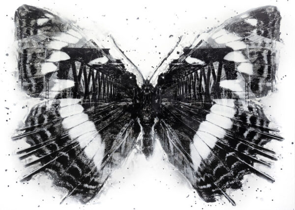 Limenitis populi urbis