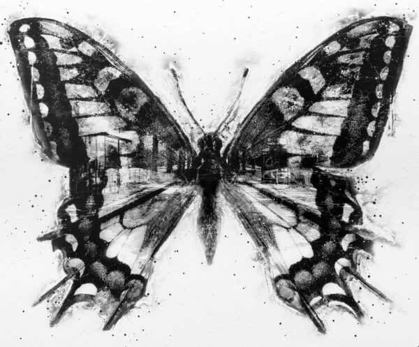 Papilio machaon velodromis